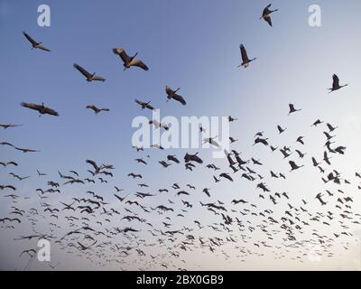 Grue Demoiselle - troupeaux encerclant le centre d'alimentation Grus virgo Khichhan, Rajasthan, Inde BI032450 Banque D'Images