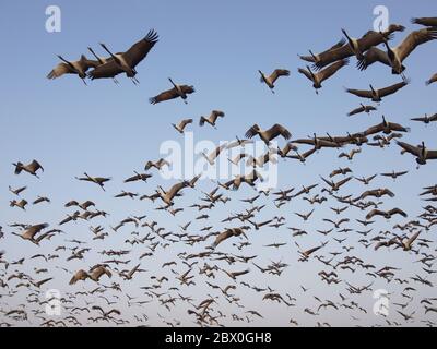 Grue Demoiselle - troupeaux encerclant le centre d'alimentation Grus virgo Khichhan, Rajasthan, Inde BI032456 Banque D'Images