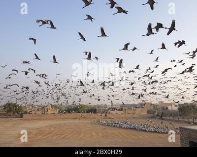 Grue Demoiselle - troupeaux encerclant le centre d'alimentation Grus virgo Khichhan, Rajasthan, Inde BI032468 Banque D'Images