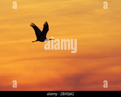 Grue Demoiselle - en vol au Sunset Grus virgo Khichhan, Rajasthan, Inde BI032493 Banque D'Images