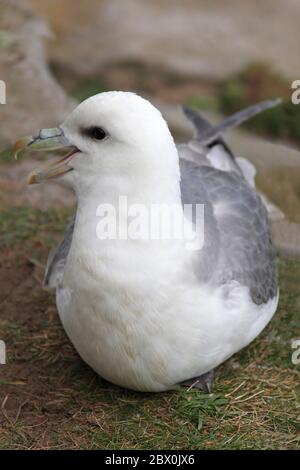 (Nord) FULMAR (Fulmarus glacialis) au repos sur une falaise de mer, Royaume-Uni. Banque D'Images