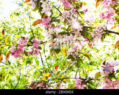 printemps en ville - branches de pommier avec fleurs roses dans le jardin urbain Banque D'Images
