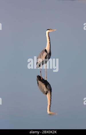 HÉRON GRIS (Ardea cinerea) debout sans mouvement dans l'eau calme, Leighton Moss et réserve naturelle de Morecambe Bay, Lancashire, Royaume-Uni. Banque D'Images