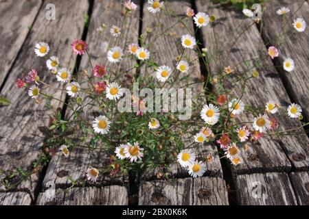 Gros plan de la pâquerette espagnole blanche et rose, Erigeron karvinskianus entre les lamelles de bois altérées foyer sélectif. Jardin romantique Banque D'Images