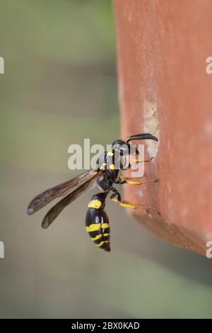 Dickfühler-Stängelwespe, Stängelwespe, Lehmwespe, Weibchen an Niströhre in Ziegelstein an Insekten-Nisthilfe, Symmorphus crassicornis, Mason Wasp, pot Banque D'Images