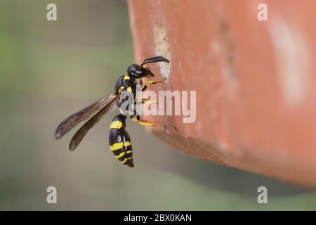 Dickfühler-Stängelwespe, Stängelwespe, Lehmwespe, Weibchen an Niströhre in Ziegelstein an Insekten-Nisthilfe, Symmorphus crassicornis, Mason Wasp, pot Banque D'Images