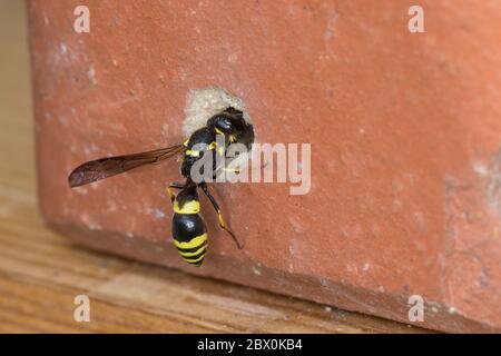 Dickfühler-Stängelwespe, Stängelwespe, Lehmwespe, Weibchen an Niströhre in Ziegelstein an Insekten-Nisthilfe, Symmorphus crassicornis, Mason Wasp, pot Banque D'Images