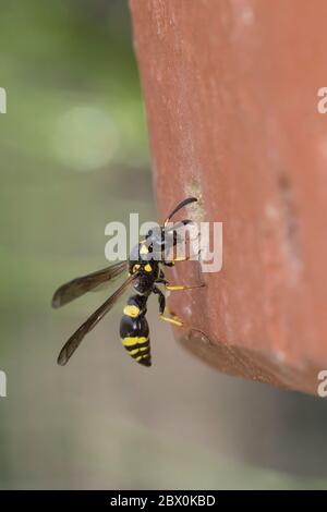 Dickfühler-Stängelwespe, Stängelwespe, Lehmwespe, Weibchen an Niströhre in Ziegelstein an Insekten-Nisthilfe, Symmorphus crassicornis, Mason Wasp, pot Banque D'Images