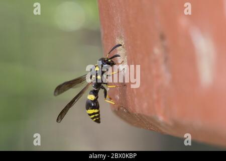 Dickfühler-Stängelwespe, Stängelwespe, Lehmwespe, Weibchen an Niströhre in Ziegelstein an Insekten-Nisthilfe, Symmorphus crassicornis, Mason Wasp, pot Banque D'Images