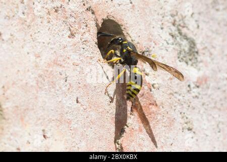 Mauer-Lehmwespe, Mauerlehmwespe, Lehmwespe, Schwarzfühler-Hakenwespe, Weibchen, an Nest, Niströhre, Nestloch, Ancistrocerus nigricornis, Solitäre Falt Banque D'Images