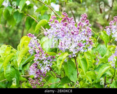 Printemps en ville - arbustes en fleur de lilas commun près de la maison urbaine (accent sur les fleurs en premier plan) Banque D'Images