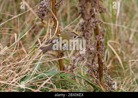 GOLDCREST (Regulus regulus), alimentation en herbe et mauvaises herbes, Royaume-Uni. Banque D'Images