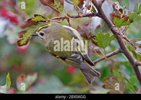 GOLDCREST, ROYAUME-UNI. Banque D'Images