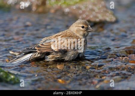 LINNET, ROYAUME-UNI. Banque D'Images