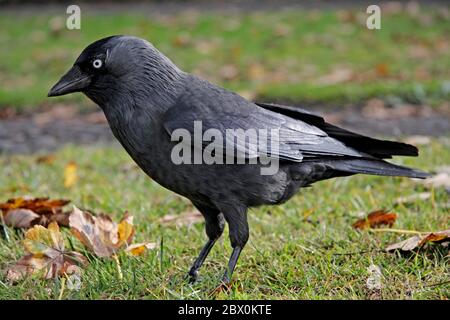 JACKDAW, Écosse, Royaume-Uni. Banque D'Images