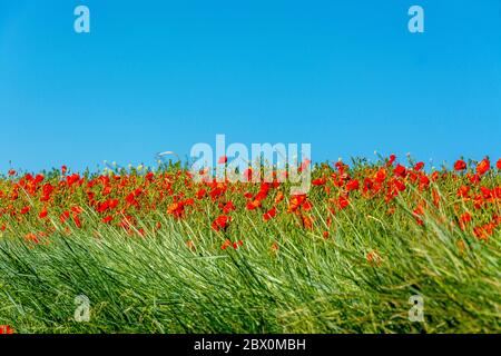 Rouge fleurs de pavot à duvet étincelantes sous le ciel bleu Banque D'Images