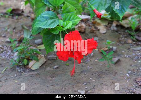 La fleur rouge de l'hibiscus pousse sur l'arbre en Inde Banque D'Images