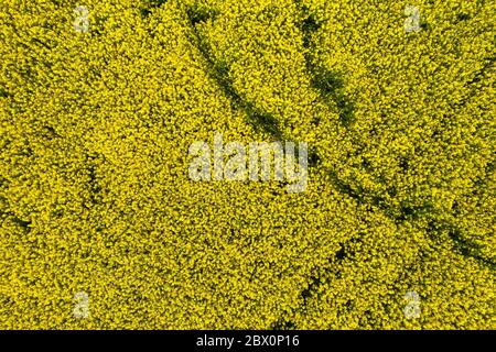 champ de colza en fleurs vue du dessus d'un drone Banque D'Images