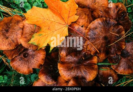 Gros plan d'une feuille d'érable jaune vif tombée sur des sommets de champignons bruns plats en automne, Angleterre, Royaume-Uni. Banque D'Images