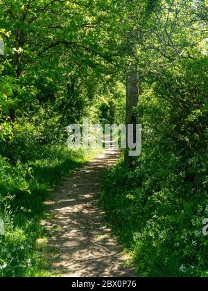 Sentier étroit et ensoleillé dans les bois à travers les arbres à Spring, Leicestershire, Angleterre, Royaume-Uni Banque D'Images