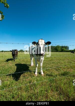 Gros plan de jeune vache 'British Blue' noir et blanc regardant vers la caméra à travers des fils barbelés, Leicestershire, Angleterre, Royaume-Uni Banque D'Images