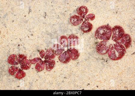 Sodé à l'encre rouge, Drosera erythrorhiza, dans du sable blanc Banque D'Images