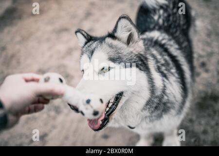 Gros plan d'un museau de chien malamute d'Alaska - un homme joue avec un chien - une équipe de port - cynologie et entraînement Banque D'Images