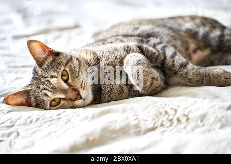 un beau chat tricolore se trouve sur le lit et regarde dans le châssis Banque D'Images