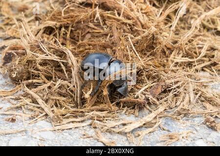 Dung Beetle sans vol (Circellium bacchus) sur le dung de l'éléphant, Parc national de l'éléphant d'Addo, Cap oriental, Afrique du Sud. Considéré comme vulnérable Banque D'Images