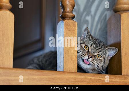 un beau chat tricolore doux et rouge de race montre sa langue Banque D'Images