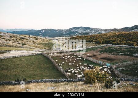 Vue sur un paysage naturel rural traditionnel avec des lupliures dans le nord du Monténégro. Banque D'Images