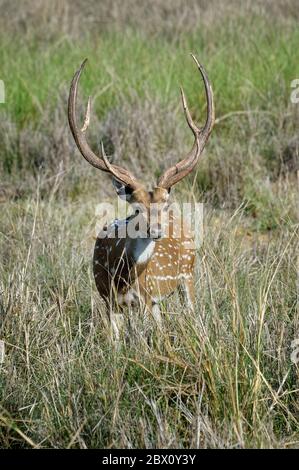 Cerf du Chital ou à pois (axe de l'axe), parc national de Kanha et réserve de tigres, Madhya Pradesh, Inde Banque D'Images
