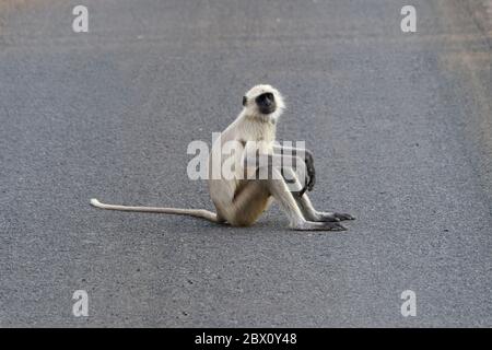 Hanuman Langur (Semnopithecus entellus) assis sur la route, réserve de tigres de Tadoba Andhari, État du Maharashtra, Inde Banque D'Images