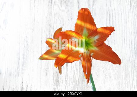 Grand amaryllis en fleurs ou hippeastrum sur fond ensoleillé. Banque D'Images