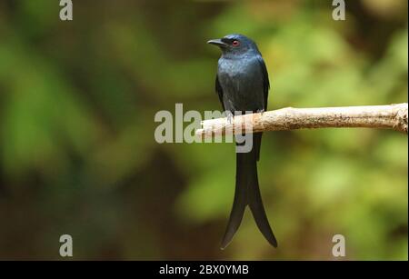 Drongo noir assis sur une branche d'arbre, Dicrurus macrocercus, Ganeshgudi, Karnataka, Inde Banque D'Images
