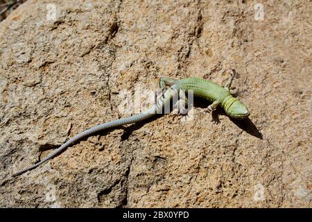 le lézard texturé vert se couche au soleil au printemps Banque D'Images