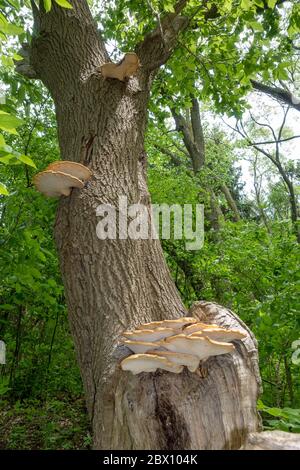 Amas de la selle de Dryad (Polyporus squamosus), champignon sur UN tronc d'arbre, également connu sous le nom de Polypore squameux, Pheasants Back Banque D'Images