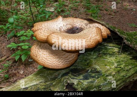 Amas de la selle de Dryad (Polyporus squamosus), champignon sur UN tronc d'arbre déchu, également connu sous le nom de Polypore écailleux, faisans de retour dans UNE forêt Banque D'Images