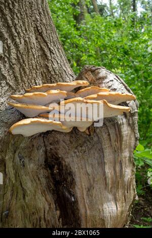 Grappes de la selle de Dryad (Polyporus squamosus), champignon sur UN tronc d'arbre, également connu sous le nom de Polypore squameux, Pheasants Back in A Forest Banque D'Images