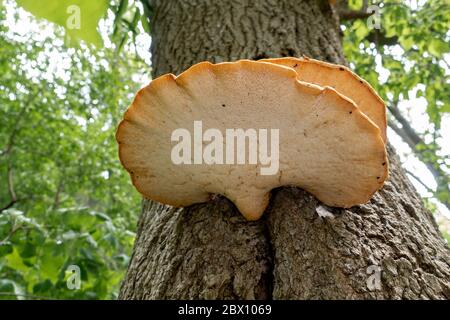 Le dessous d'UN groupe de la selle de Dryad (Polyporus squamosus), champignon sur UN tronc d'arbre, également connu sous le nom de Polypore squameux, Pheasants Back Banque D'Images