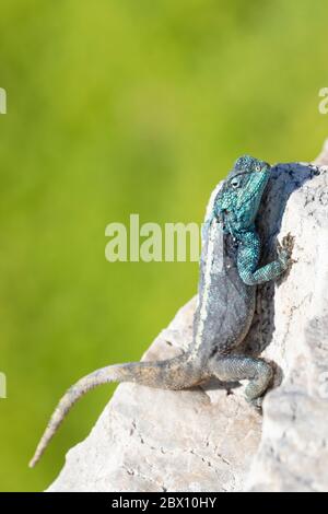 Southern Rock Agama (Agama atra), mâle de reproduction à tête bleue dans la réserve naturelle de Stony point, baie de Betty, Cap occidental, Afrique du Sud Banque D'Images