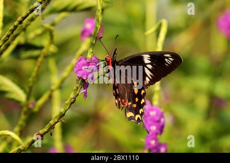 Femelle Crimson Rose papillon sur fleur rose, Pachliopta hector, Belvai, Udupi Karnataka Inde Banque D'Images