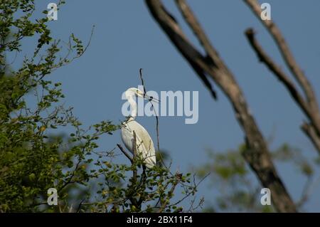 Une branche de cueillette d'aigrette pour le nid. Banque D'Images