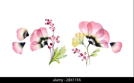 Bouquets de tulipes aquarelle. Jeu d'illustrations botaniques. Grande fleur rose avec feuilles de ginkgo et pétales volantes. Illustration peinte à la main avec rayons X. Banque D'Images