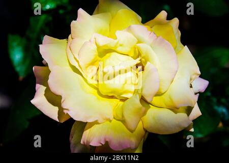 Belles fleurs de rose jaune dans le jardin. Banque D'Images