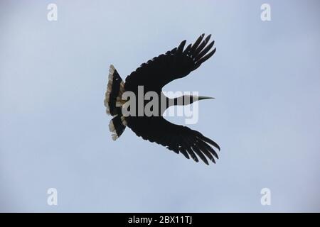 Un hornbill de rhinocéros (rhinocéros de Buceros) survolant la forêt tropicale des plaines, au-dessus de la rivière Cigenter dans le parc national d'Ujung Kulon, en Indonésie. Banque D'Images