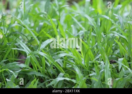 Herbes vertes Banque D'Images