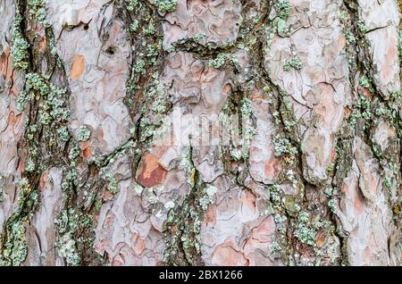 Écorce de pin et parsemée de mousse Banque D'Images