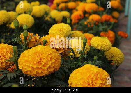 Fleurs Banque D'Images