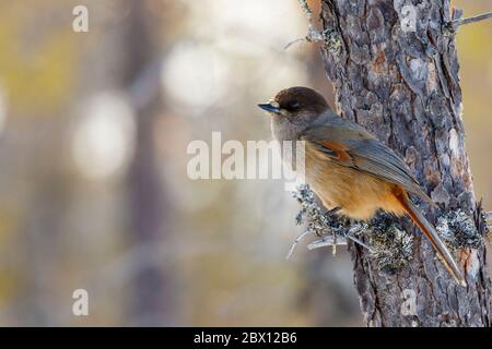 Geai de Sibérie, Perisoreus infaustus, assis dans un pin dans une lumière chaude de l'après-midi, province de Norrbotten, Suède Banque D'Images